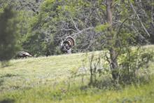 Turkeys are doing quite well where the writer lives. Photo by Luke Clayton