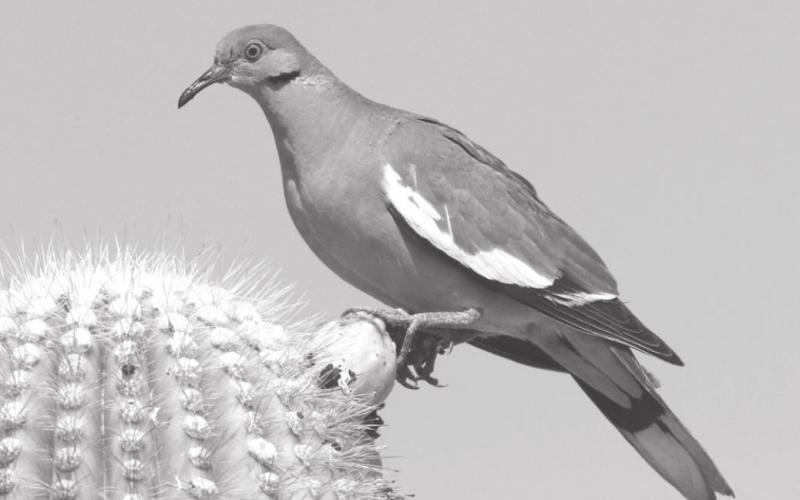 Dove season opens soon