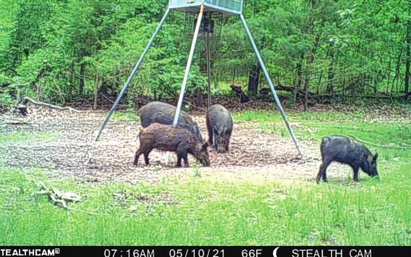 Cellular game cameras have many uses