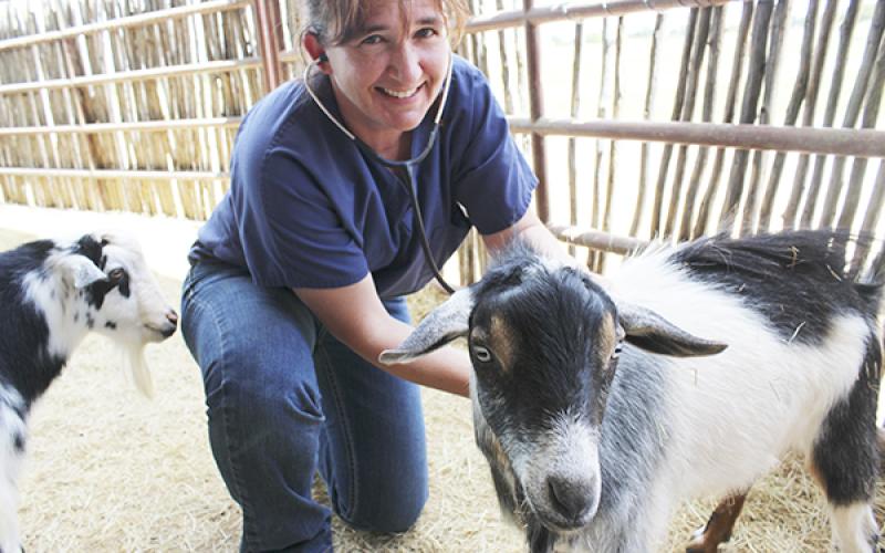 Jesi Harvey examines a goat at the Live Oak Veterinary Clinic Tuesday. Harvey comes to Jacksboro after practicing in Weatherford.  Photo / Cherry Rushin