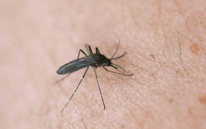 Although the Zika virus is not yet a threat in Jack County, the area is experiencing higher mosquito populations this season.