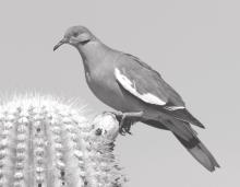 Dove season opens soon