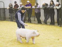 Jacksboro High School freshman Mace Mower shows his swine as part of the Thursday, Jan. 5 activities. Photo/Brian Smith