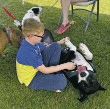 Joey, a nearly year - long resident of the City of Jacksboro Animal Shelter, enjoys belly rubs Saturday, May 24 during the Paws on Parade event at Fort Richardson State Park. Park Ranger Haley Richardson organized the event with help of shelter volunteer Caroline and Friends of the Jacksboro Animal Shelter. Contributed photo/ Susan Coley