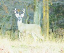 Only a couple more months and the weather will turn cooler and it will be time to head to the deer woods. Photo/Luke Clayton