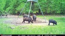 Cellular game cameras have many uses