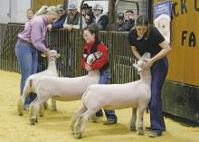 Livestock Show