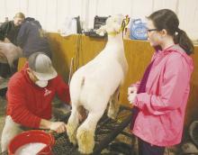 Even with the bad weather, the 2025 Jack County Livestock Show and Youth Fair came off without a hitch. Top, Loren Sell, left works on shearing his daughter Kennadee’s, right, lamb. Bottom, youth show their animals under the watchful eye of the judge. The annual special section with results and pictures can be found in a future edition of the Jacksboro Herald-Gazette. Photos/Brian Smith