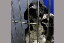 Community support helped pay for more than $2,000 in medical care after Jack was found shot in the face. He’s recovering at the Jacksboro Animal Shelter, with care from Friends of the Jacksboro Animal Shelter volunteers. Jack County commissioners amended their new budget Monday, Sept. 8 to reflect a $25,000 contribution to Friends of the Jacksboro Animal Shelter for fiscal year 2025-2026. Photo/Ashley Anderson